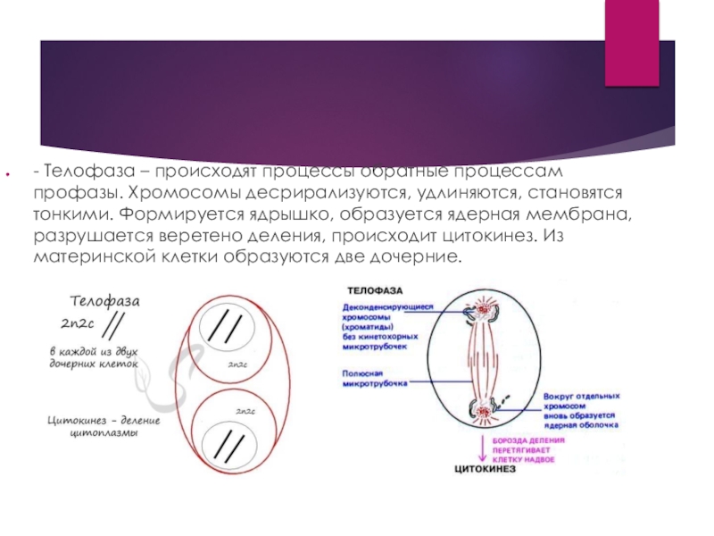 Телофаза 2 хромосомы. Процессы происходящие в телофазе. Телофаза процессы происходящие в клетке.