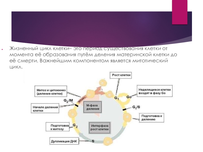 Образование материнских клеток спор