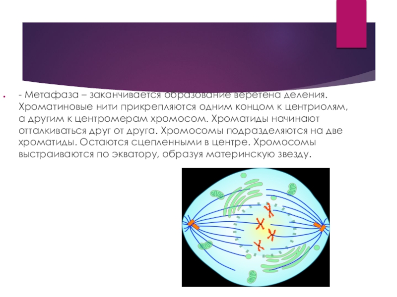 Нити веретена деления прикрепляются к центромерам. Образование веретена деления. Метафаза. Метафаза материнская звезда.