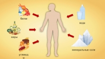 белки
углеводы
жиры
вода
минеральные соли