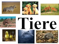 Tiere