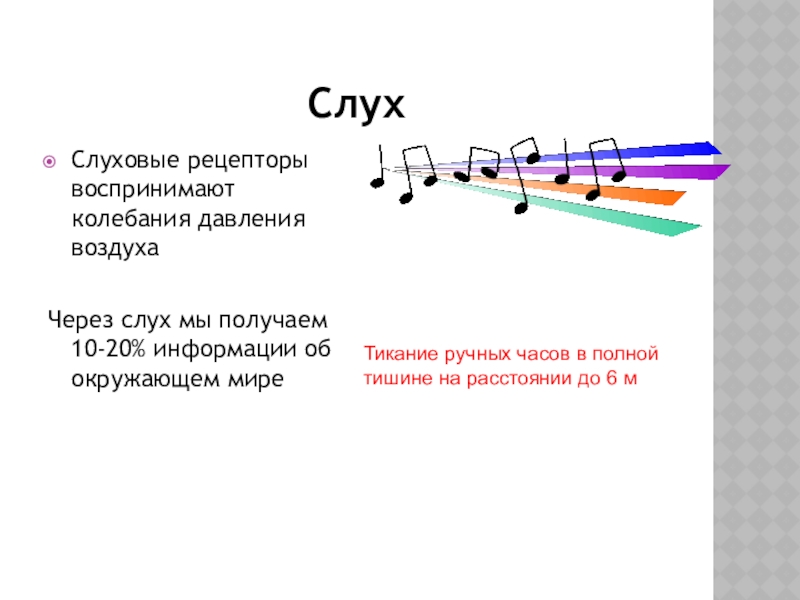 Слуховые рецепторы. Рецептор воспринимающий давление 12 букв. Чувство давления веса и вибрация воспринимают рецепторы а x.