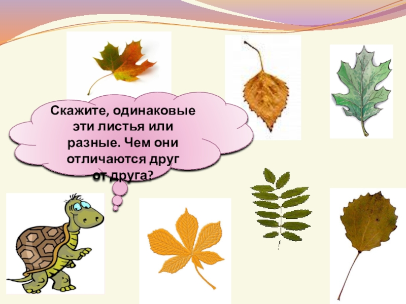 Сообщить одинаково. Листья чем они отличаются. Листья кто или что. Картинка чем отличаются листики или чем похожи. Листва это совокупность предметов.