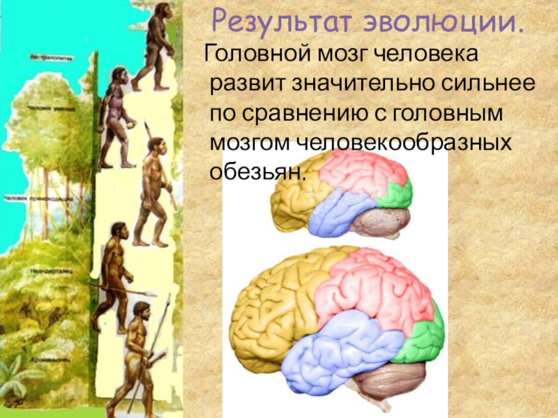 Определите результаты эволюции. Результаты эволюции человека. Головной мозг человекообразных обезьян. Головной мозг человека и человекообразной обезьяны. Человек как результат эволюции.