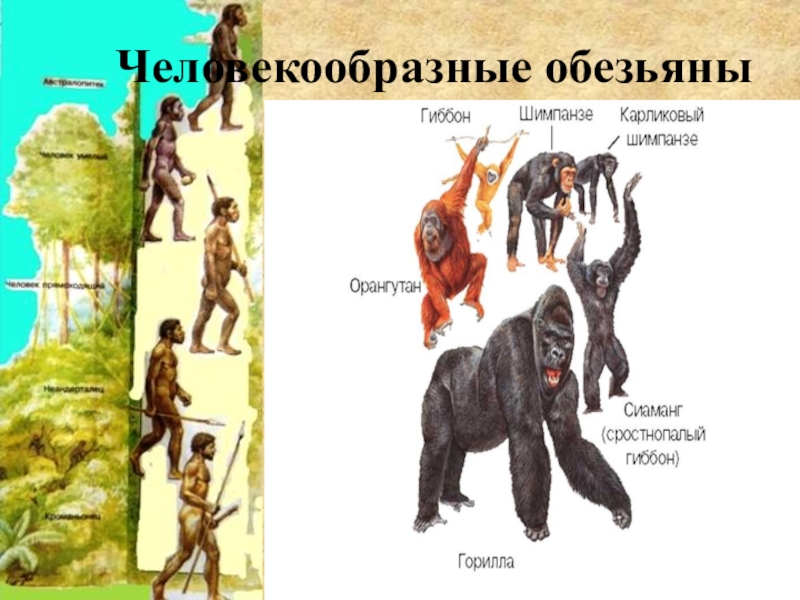 Биологии 5 класс как появился человек. Как появился человек. Человекообразные обезьяны произошли. Человекообразные обезьяны человекообразные обезьяны. Человек появился на земле.