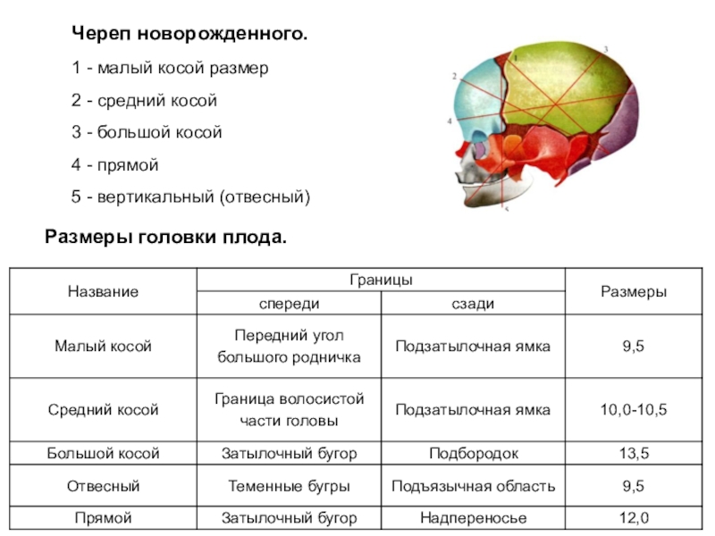 Презентация головка плода