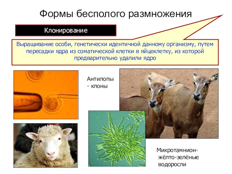 Развитие новой особи из соматических клеток