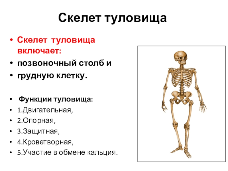 Функции туловища