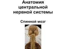 Анатомия центральной нервной системы Спинной мозг