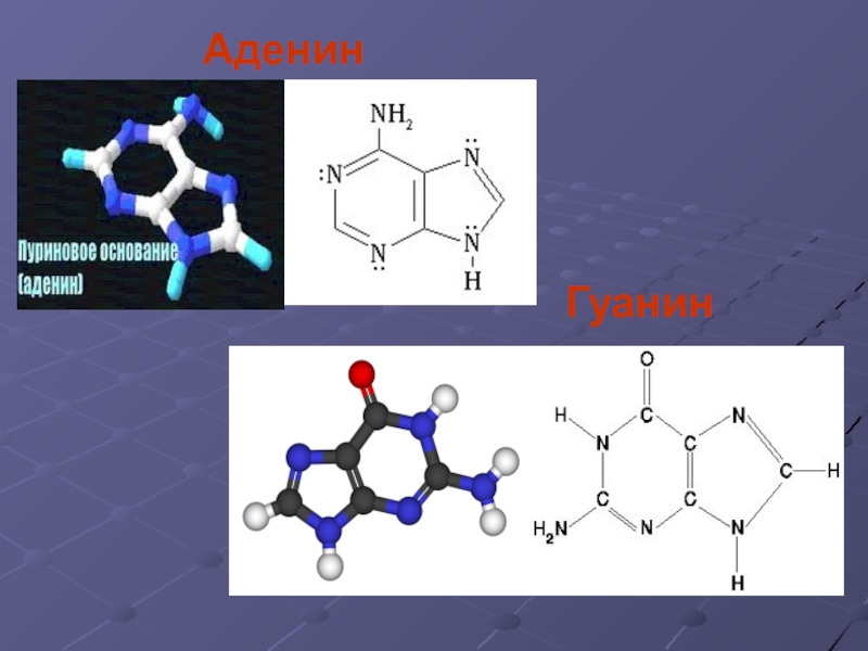 Гуанин входит в состав молекул. Пространственная структура аденина. Развернутая формула аденина. Строение гуанина. Аденин строение.