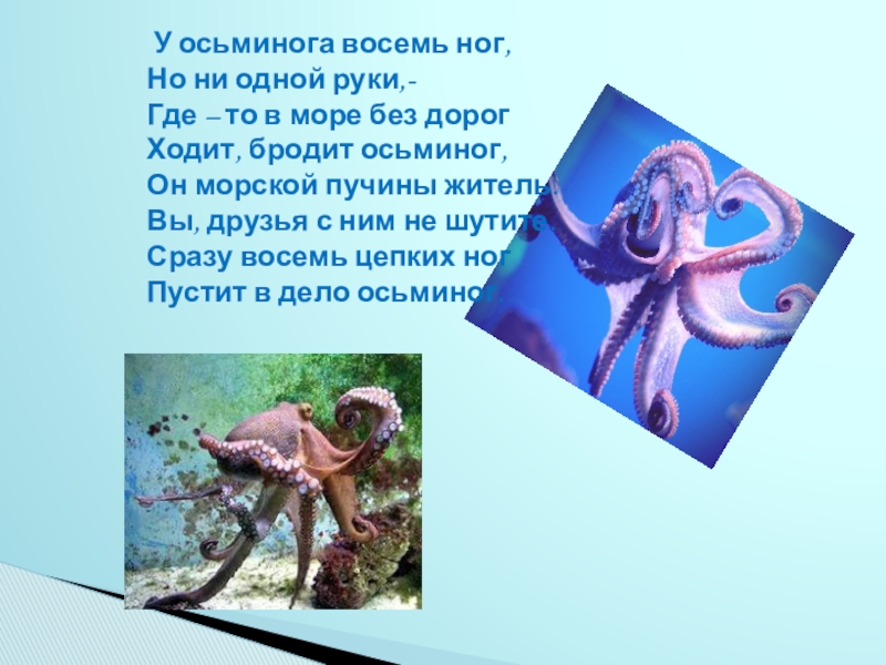 Имеют восемь ног. Осьминог восемь ног. У осьминога 8 ног. У кого восемь ног. Почему у осьминога восемь ног.