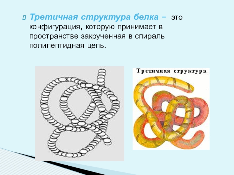 Третичная структура белка. Третичная структура белка конфигурация полипептидной. Третичная структура полипептидной цепи. Конфигурация третичной структуры белка.