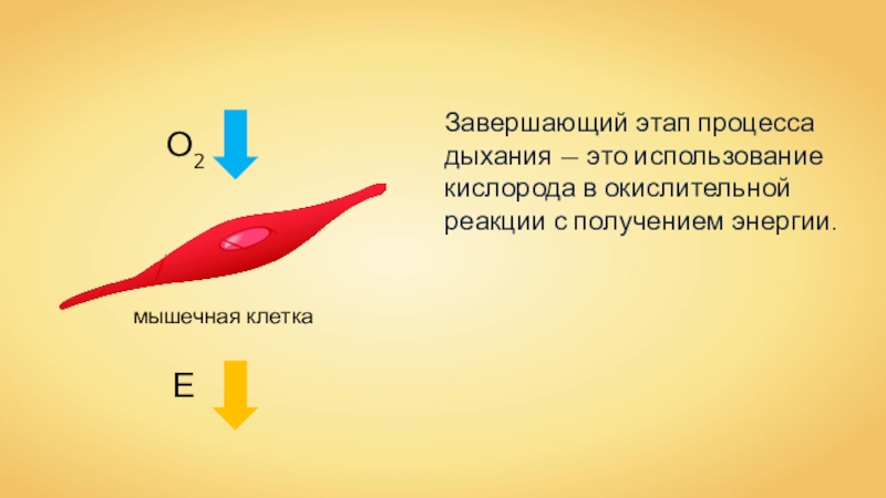 Процесс дыхания химия 7 класс презентация