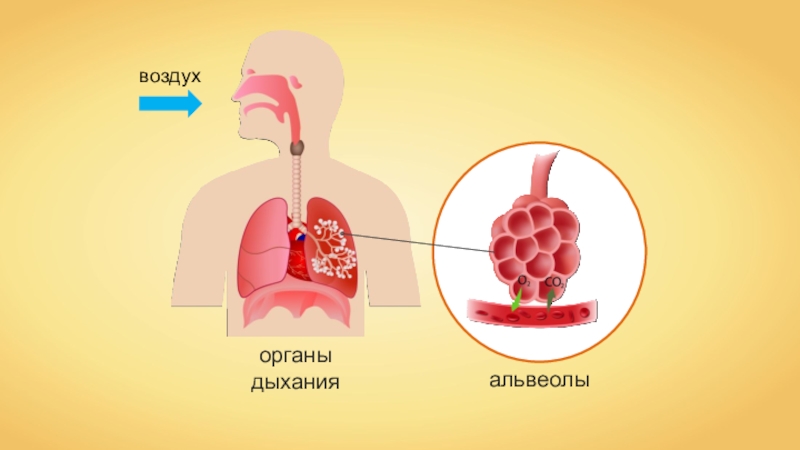 Рассмотрите рисунок с изображением функционального деления общей емкости легких