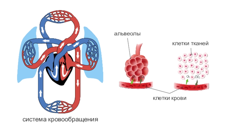 Презентация дыхание и кровообращение 3 класс окружающий мир плешаков школа россии