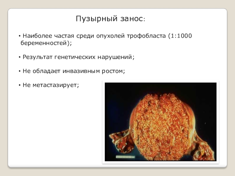 Трофобластическая болезнь презентация