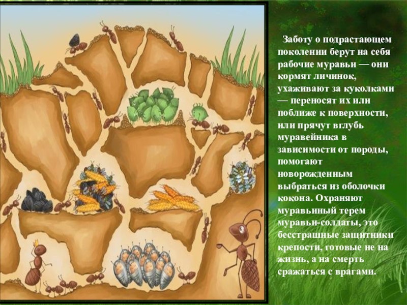 Проект муравьи и их царство в детском саду