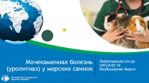 Мочекаменная болезнь ( уролитиаз ) у морских свинок