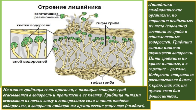 Лишайники функции гриба и водоросли. Строение лишайника ЕГЭ. Лишайники строение размножение. Строение таллома лишайника. Строение лишайника микобионт.