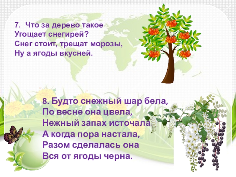 8 будто. Что за дерево такое текст. Будто снежный шар бела по весне она цвела нежный запах.