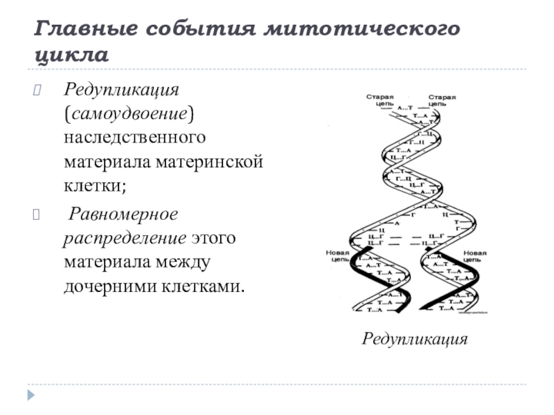 Редупликация это. Лексическая редупликация. Редупликация наследственного материала материнской клетки. Лингвистическая редупликация. Конвариантная редупликация.