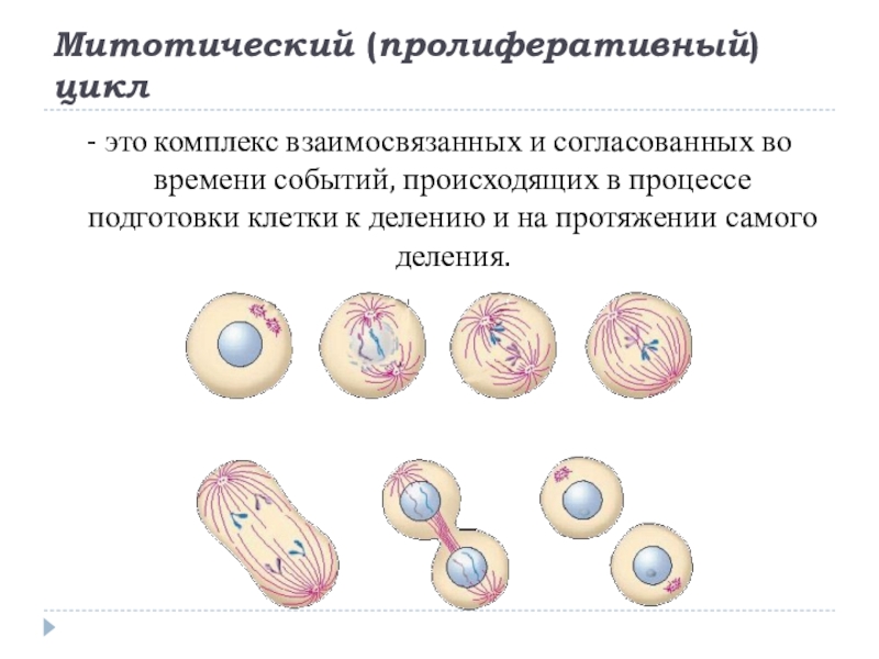 Установите последовательность стадий деления клетки. Митотическое деление клетки. Фазы митотического деления клетки. Период подготовки клетки к делению. Митотический цикл клетки.