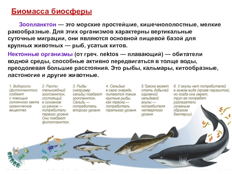 Зоопланктон трофический уровень. Миграция зоопланктона. Нектонные организмы. Вертикальная миграция зоопланктона. Керченский пролив виды рыб.