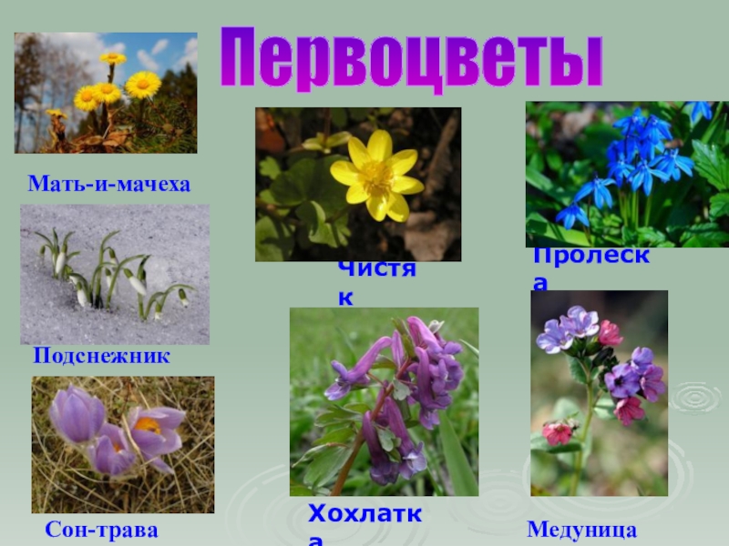 Фото первоцветы фото с названиями и описанием для детей