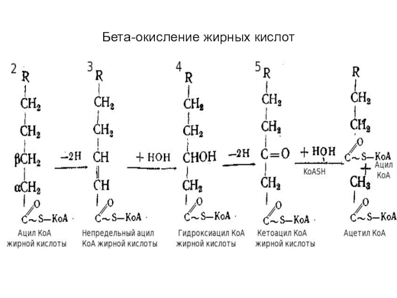 Бета окисление схема