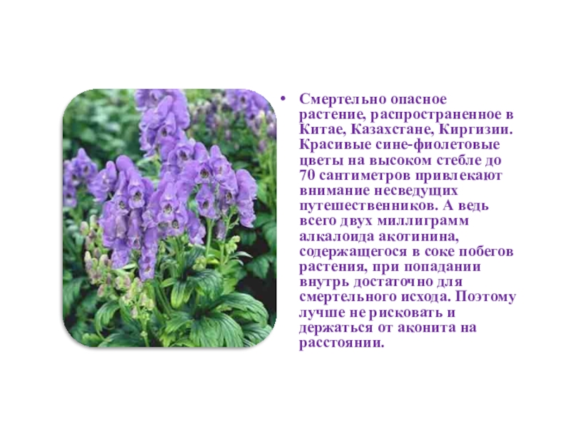 Ядовитые фиолетовые цветы. Ядовитый цветок с сиреневыми цветами. Ядовитое растение с фиолетовыми цветами.
