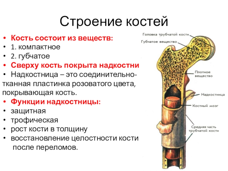 Какое строение можно