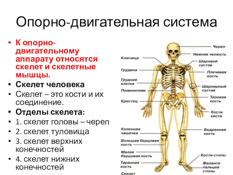 Опорно двигательный аппарат реферат с картинками