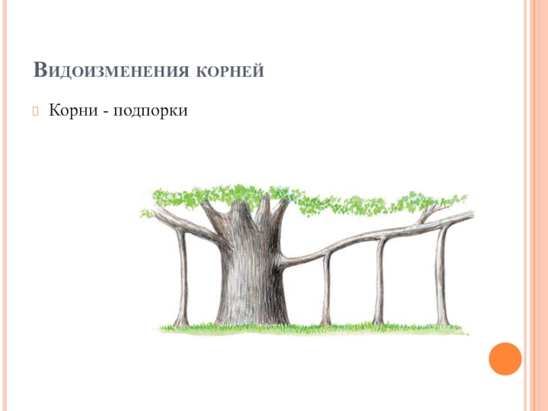 Корни подпорки. Видоизменения корней подпорки. Корни подпорки рисунок. Видоизменения корней корни подпорки. Рисунок корней подпорок.