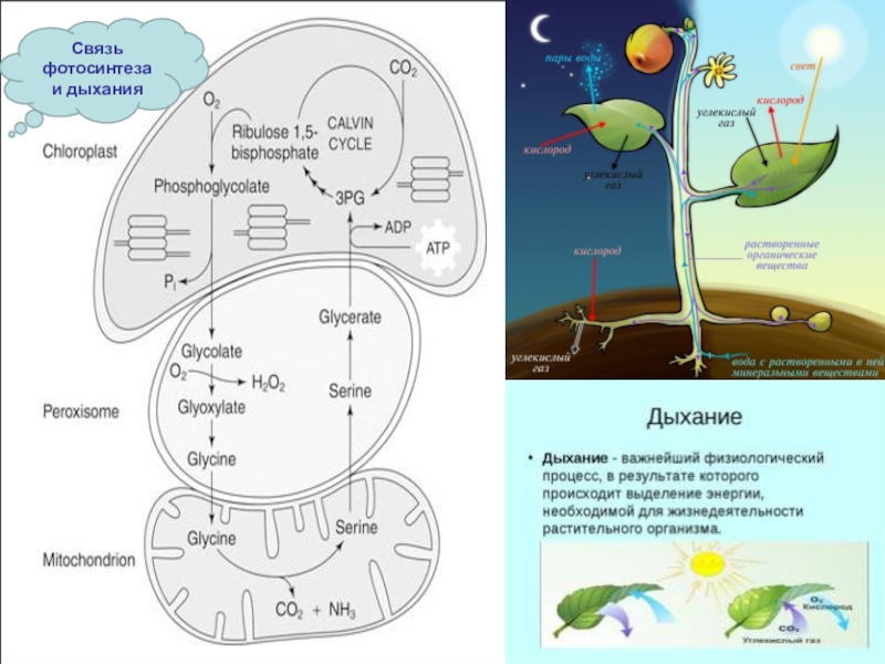 Фотосинтез у растений схема