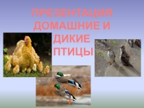ПРЕЗЕНТАЦИЯ
ДОМАШНИЕ И ДИКИЕ
ПТИЦЫ