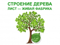СТРОЕНИЕ ДЕРЕВА
ЛИСТ — ЖИВАЯ ФАБРИКА