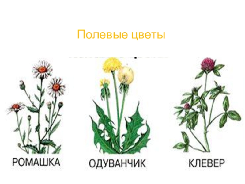 Презентация для дошкольников цветы полевые и садовые