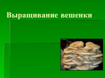 Выращивание вешенки