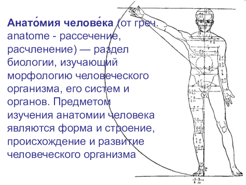 Анато́мия челове́ка (от греч. anatome - рассечение, расчленение) — раздел