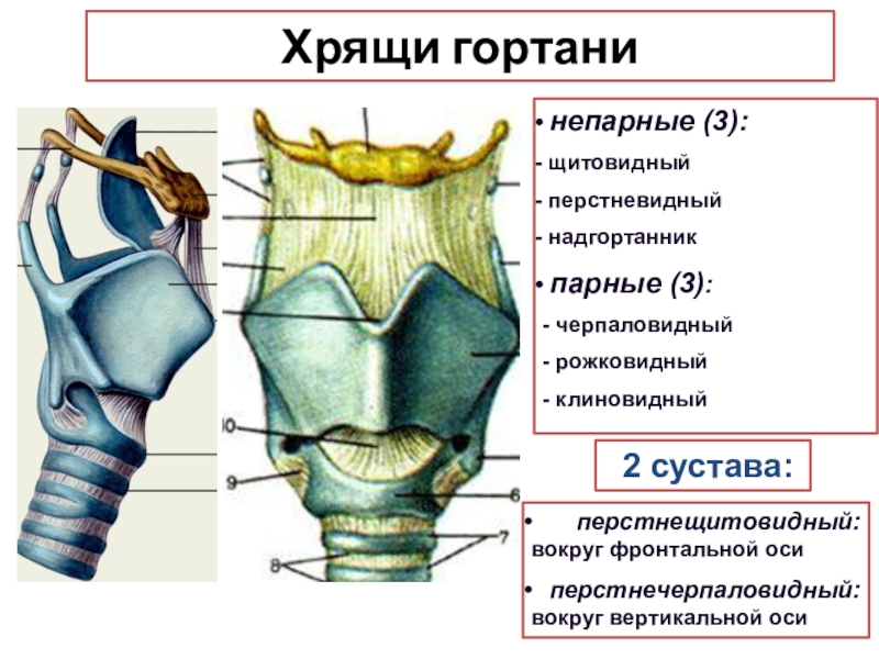 Перстневидный хрящ фото