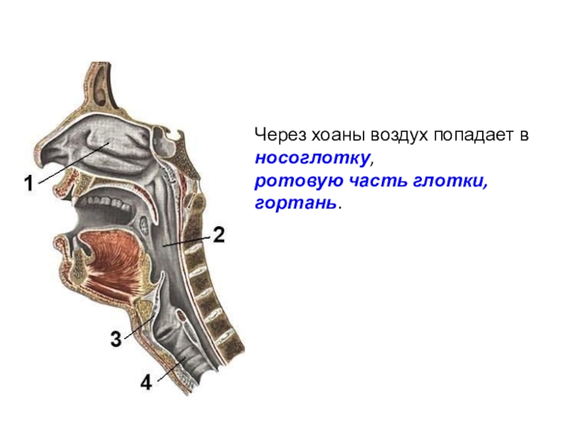 Строение носоглотки человека фото