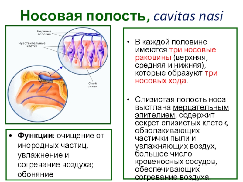 В каждой половине. Функции мерцательного эпителия носовой полости. Носовая полость выстлана. Эпителий выстилающий полость носа.