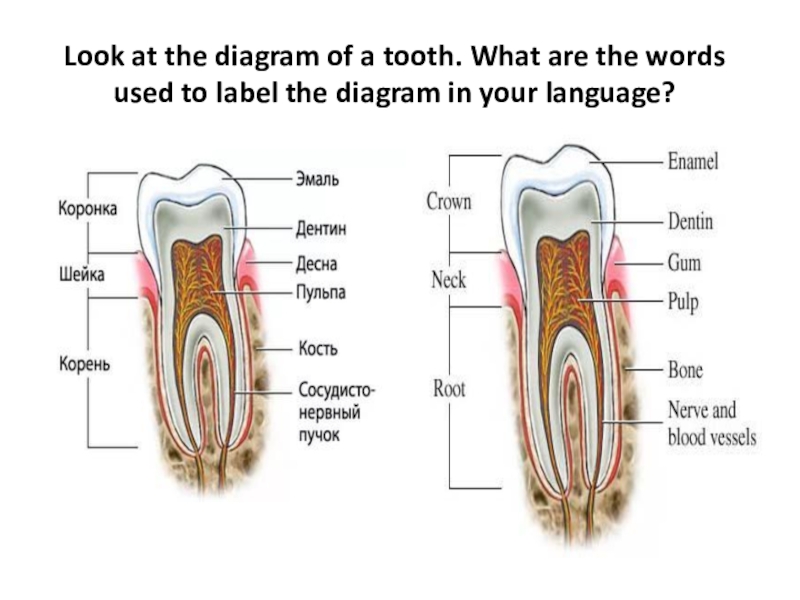 Use the words to label the. Teeth diagram. Label the following Tooth structures. Science across the Curriculum Teeth 10 класс ulp. Lokey built like a Tooth pick ong.