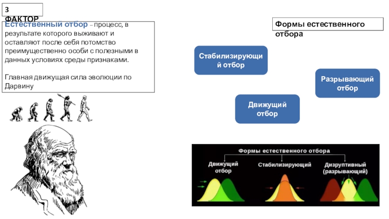 Движущие силы эволюции по Дарвину. Движущие силы естественного отбора. Естественный отбор сила эволюции. Движущие силы естественного отбора по Дарвину.
