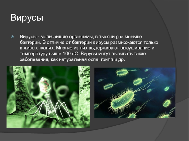 Способны жить и размножаться только в клетках других организмов картинки тест