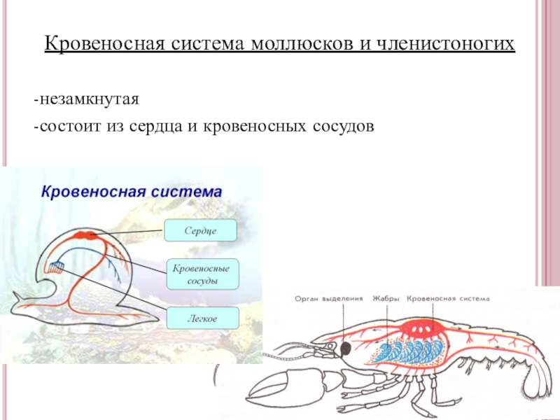 Плоские черви кровеносная система. Кровеносная система членистоногих. Кровеносная система моллюсков. Незамкнутая кровеносная система у моллюсков. Кровеносная система моллюсков состоит из.