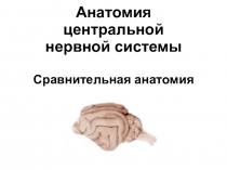 Анатомия центральной нервной системы Сравнительная анатомия