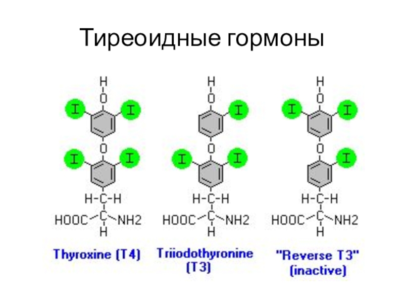 Тиреоидные гормоны презентация