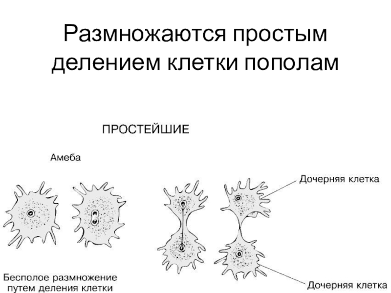 Бесполые клетки. Половое размножение амебы. Размножение амебы делением. Деление амебы это бесполое размножение. Схема бесполого размножения деление.