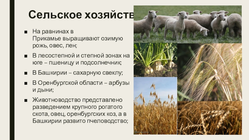 На выращивании каких культур специализируется северный кавказ. Сельское хозяйство Урала.